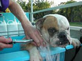Dirty Dog Hydrobath image 1