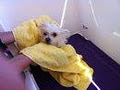 Doggie Grooming Pawfection image 2