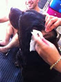Doggie Grooming Pawfection image 3