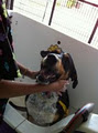 Doggie Grooming Pawfection image 1
