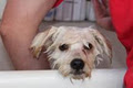 Jim's Dog Wash : Mobile Dog Washing & Grooming image 2