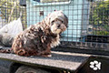 Paw Print Mobile Dog Grooming image 4