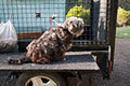 Paw Print Mobile Dog Grooming image 1