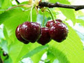 Red Hill Cherry Farm image 1