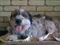 Scruffy2Fluffy Dog Grooming Services image 4