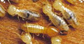 Slayém Pest Control image 2