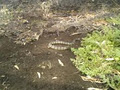 Snake Catcher - Ranger Robs Snake Removal Bacchus Marsh image 2