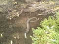 Snake Catcher - Ranger Robs Snake Removal Bacchus Marsh image 1
