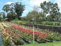 Swiss Rose Garden & Nursery image 1
