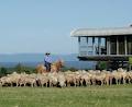 Tobruk Australian Merino Sheep Station image 2