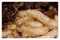 Trimec Pest Solutions (formerly Trimec Pest Control) image 2