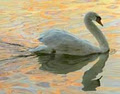 Your Swan Song image 1
