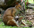 Australian Natural History Safari image 3