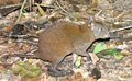 Australian Natural History Safari image 4
