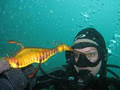 Bondive - Scuba Diving Sydney image 1