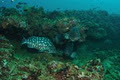 Mackerel Islands Charters image 5