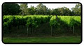 Mongrel Creek Vineyard & Wine image 4