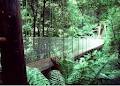 Tarra Valley Rainforest Retreat image 1
