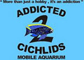 Addicted 2 Cichlids logo