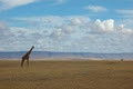 African Safari, Africa Tour Agency Brisbane - Encompass Africa image 2