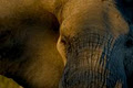 African Safari, Africa Tour Agency Brisbane - Encompass Africa image 4
