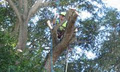 All Suburbs Tree Lopping image 3
