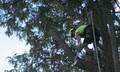 All Suburbs Tree Lopping image 5