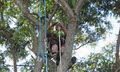 All Suburbs Tree Lopping image 6