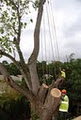 Arbortech Tree Services image 3