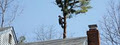 Axetion Tree Services - Melbourne Tree Pruning And Tree Surgery image 3