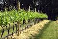 Bindi Wine Growers image 4