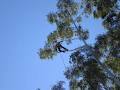 Byron Bay Tree Services image 5