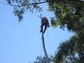 Byron Bay Tree Services image 6