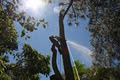 Byron Bay Tree Services image 1