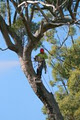 Chad's Tree Service Pty Ltd image 3