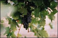 Cleanskin Wines image 1