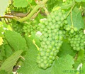 Geelee Wines image 2
