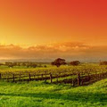 Hunter Valley Wine Tours | Wine Tours Down Under image 4