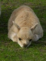 Kyeema Alpacas, Cashmeres, Suffolks image 2