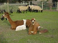 Kyeema Alpacas, Cashmeres, Suffolks image 1