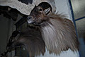 Melbourne Taxidermy Services image 5