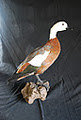 Melbourne Taxidermy Services image 6