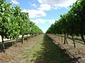 Mount Gisborne Wines image 2