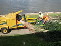 Palm & Tree Services image 6