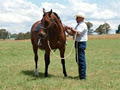 RMF Horse Products image 2