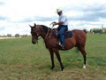 RMF Horse Products image 4