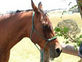 RMF Horse Products image 1