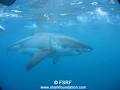 Rodney Fox Shark Expedition image 2