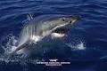 Rodney Fox Shark Expedition image 3