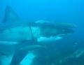 Rodney Fox Shark Expedition image 5